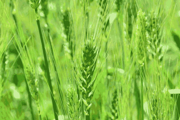 小麦西北种植